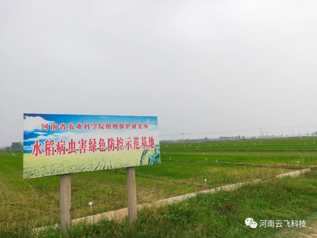 云飞太阳能杀虫灯走进河南省农科院水稻基地