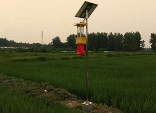 天津水稻种植基地引进云飞太阳能杀虫灯杀水稻害虫