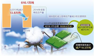 今年我国棉花总产616.1万吨 目标价格改革试点成效初显