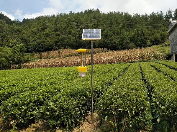 云飞自清虫杀虫灯为五峰万亩出口欧盟茶叶基地保驾护航